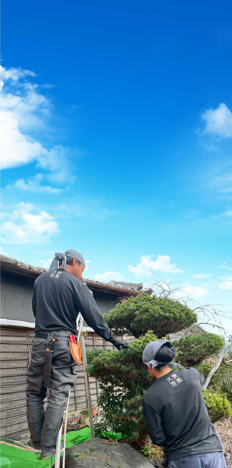 特殊伐採